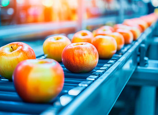 Several apples are transported on a conveyor belt